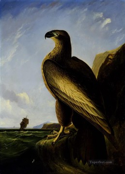 Aves del águila marina de Washington Pinturas al óleo